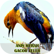 Anis Merah Gacor Teler