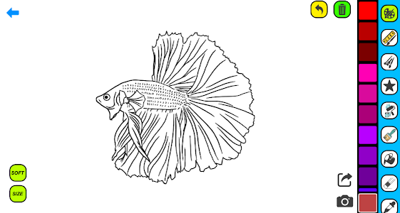 Betta Fish Coloring Pages Unknown