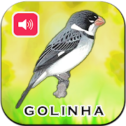 Canto De Golinha HD