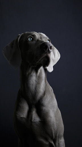 Android application weimaraner wallpaper screenshort