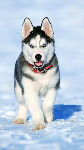 Download Siberian Husky Wallpaper Cute Dog Wallpapers Apk Free For Android Apktume Com