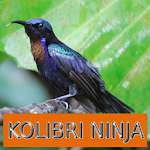 Cover Image of Download Master Kicau Kolibri Ninja 1.3 APK