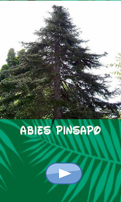 Trees, which one is hiding - Screenshot 1