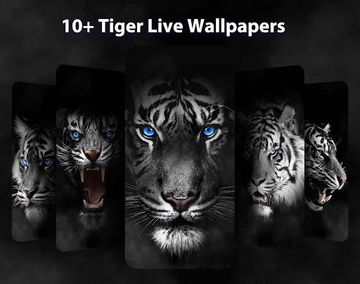 Wild Tiger Live Wallpapers Themes