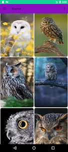 Owl Wallpapers 4K