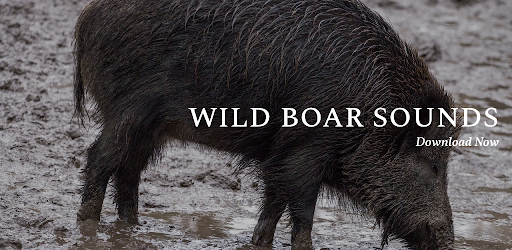 Android application Wild Boar Sounds App screenshort