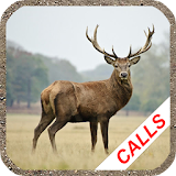 Deer hunting calls icon