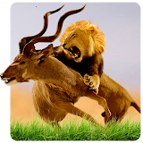 Wild Lion Simulator icon