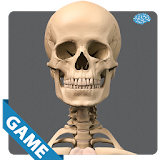 Skeletal Anatomy Game icon