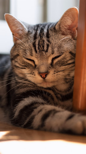 cat cute wallpapers Screen 3