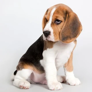 Beagle Dog Wallpapers apk