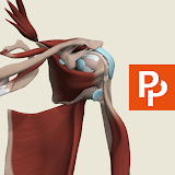 Primal's 3D Shoulder & Arm icon