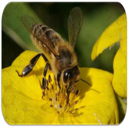 Звук пчелы слушать. Звук пчелы губами тренировка. Звук пчелы. Bee Sound. Включи видео звуки пчелы.