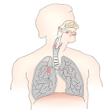 Thyroid Cancer Disease icon
