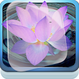 Lotus Blossom Live Wallpaper icon