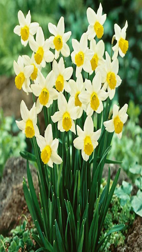How to grow daffodils