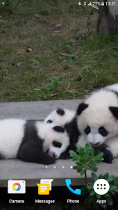 Panda Video Wallpaper