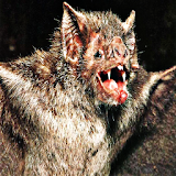 Bat Sound Effects icon