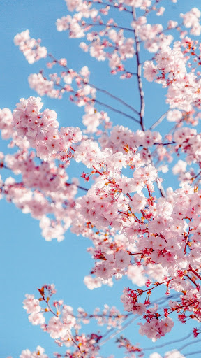 Cherry Blossom Wallpaper Screen 3