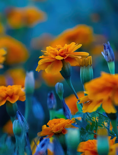 Nature Wallpapers HD 2024