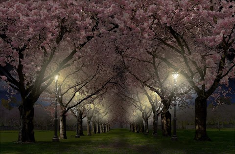 春の桜のライブ壁紙 Cherry Blossom Liveのおすすめ画像2