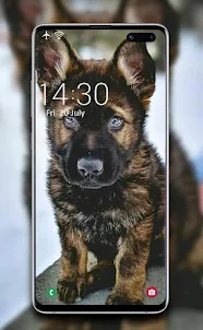 Dog Wallpapers and Puppy 4K