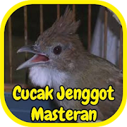 Cucak Jenggot Masteran Gacor
