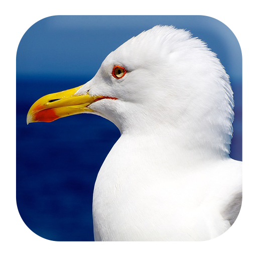 Seagull Sounds logo