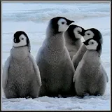 Arctic Penguins Live Wallpaper icon
