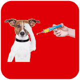Como Vacinar seu Cão icon