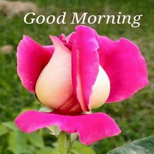 Good Morning Images