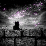 Cat In Night LWP icon