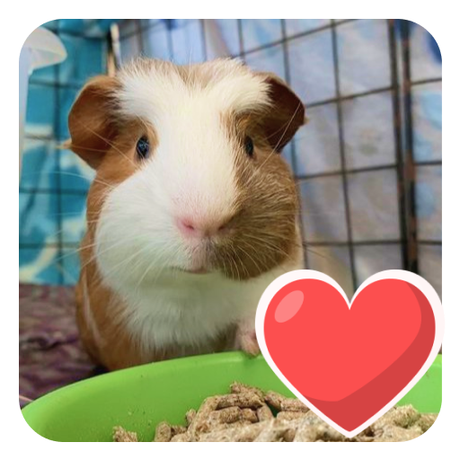 Guinea Pig Lovers : Care logo