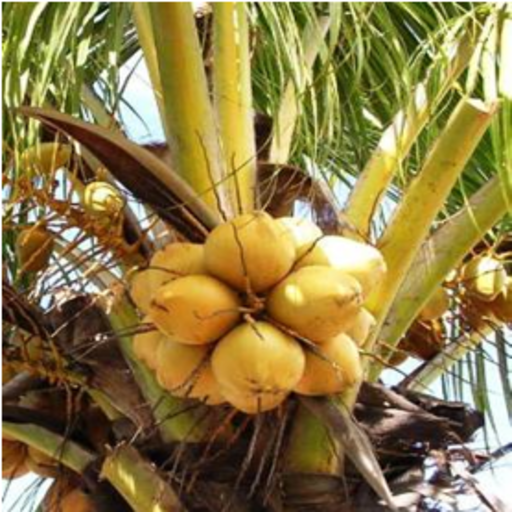 KALRO Coconut logo