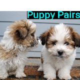 Puppy Pairs icon