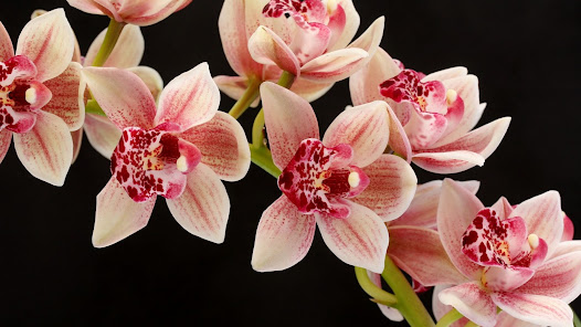 Screenshot 24 Fondos de pantalla orquídeas android