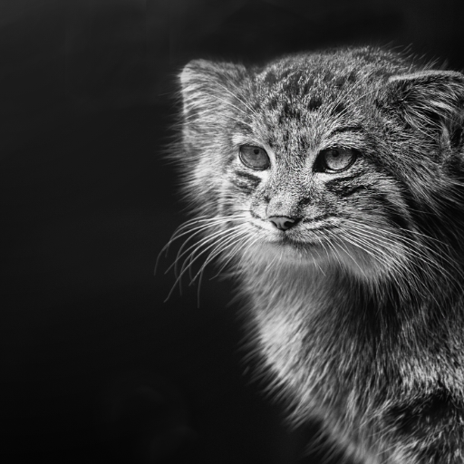 Manul Wallpapers