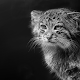 Manul Wallpapers Download on Windows