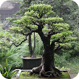 Japanes Bonsai Tree Wallpaper icon