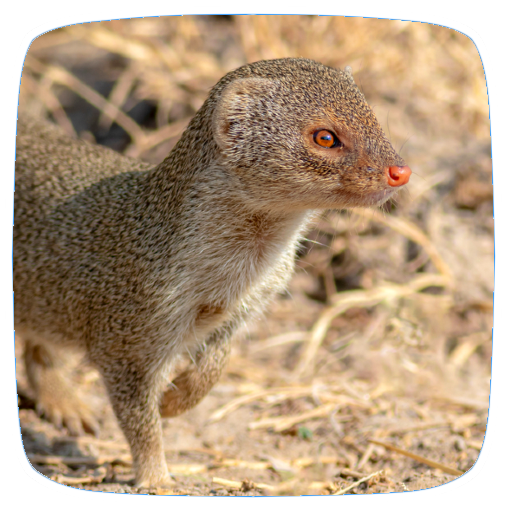 Mongoose Sounds logo