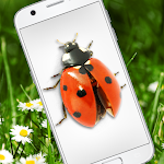 Cover Image of Descargar Ladybug in phone funny joke - iLadyBird 1.0 APK