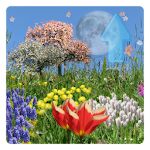 Cover Image of डाउनलोड Spring Flowers Live Wallpaper  APK