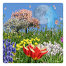 Get Spring Flowers Live Wallpaper for Android Aso Report