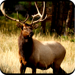 Icon image Elk Hunting Calls