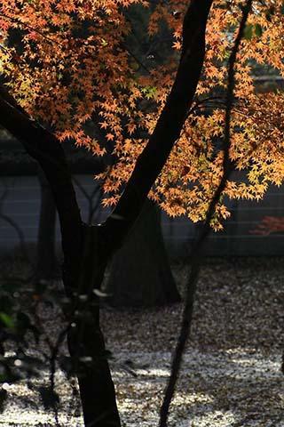 日本の秋のパズルのおすすめ画像3