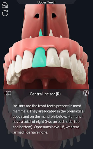 Dental Anatomy Screen 3