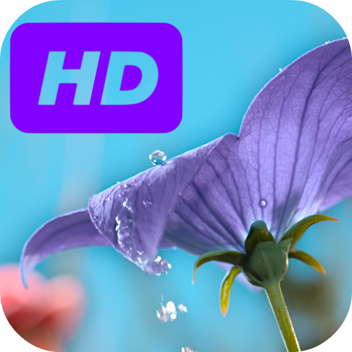 Dew Drop On Flower Live Wallpa