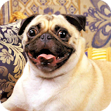 Pug Dog Wallpaper icon