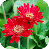 Nature Flowers Wallpapers icon