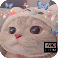 Aesthetic Cute Cat Wallpaper